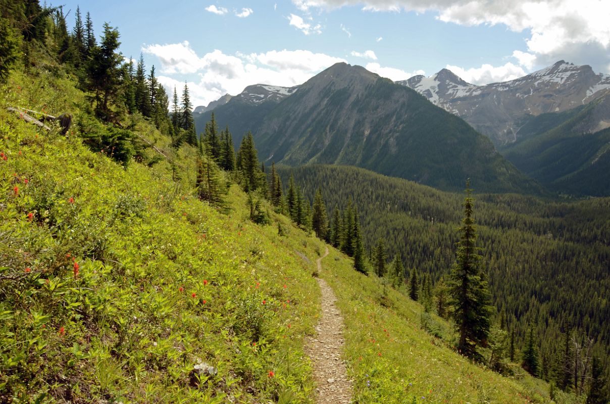 24 Descending From Citadel Pass Through Trees With Nestor Peak On Hike To Mount Assiniboine